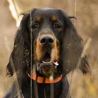 Gordon setter